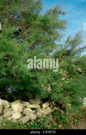 Le français de tamaris Tamarix gallica (Tamaricaceae) Banque D'Images