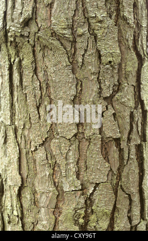 Bhutan pine Pinus wallichiana (Pinaceae) Banque D'Images