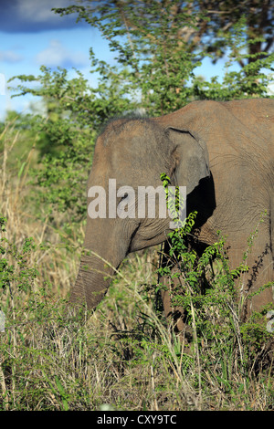 L'alimentation de l'éléphant d'Asie sauvage sur la végétation à l'intérieur de Parc National d'Uda Walawe au Sri Lanka. Banque D'Images