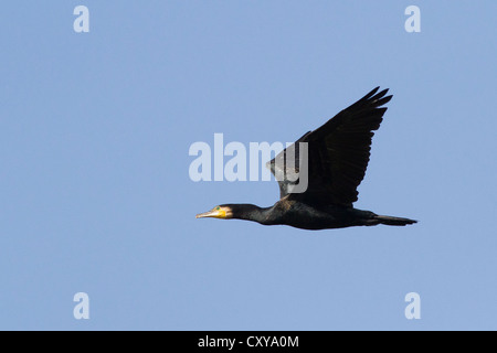 Grand Cormoran (Phalacrocorax carbo) en vol Banque D'Images