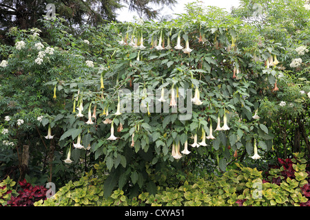 La floraison des plantes Datura connu aussi sous le nom de Angel's trompettes ou Moonflowers. Banque D'Images