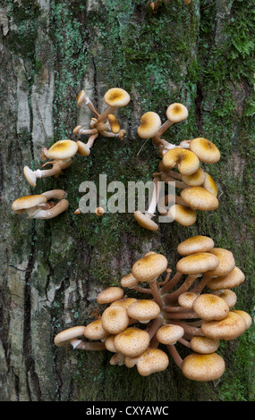 Bouquet de miel champignon se développe sur les vieux arbres charme closeup Banque D'Images