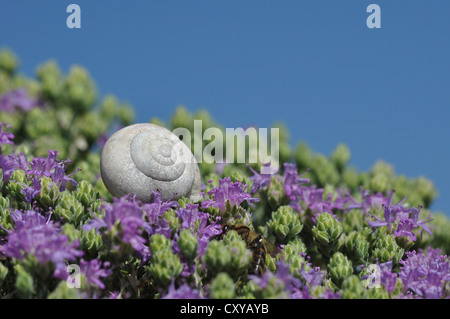 Coquille d'un escargot (Helicidae) et la floraison du thym (Thymus vulgaris), Crète, Grèce, Europe Banque D'Images