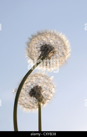 Pissenlit éclairé ou horloges blowballs (Taraxacum officinale) Banque D'Images