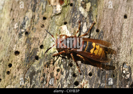 Frelon (Vespa crabro) sur un tronc d'arbre Banque D'Images