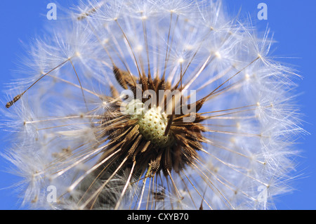 Pissenlit, pissenlit blowball, réveil (Taraxacum officinale) Banque D'Images