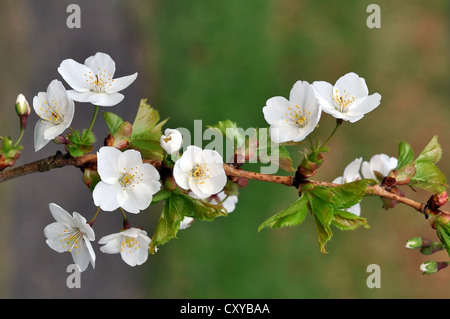 Direction générale de la fleur de cerisier (Prunus avium) Banque D'Images