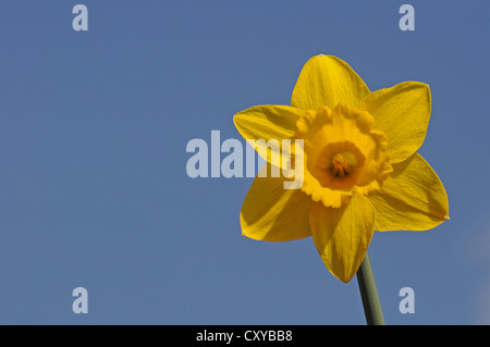 Jonquille (Narcissus sp.) contre un ciel bleu Banque D'Images