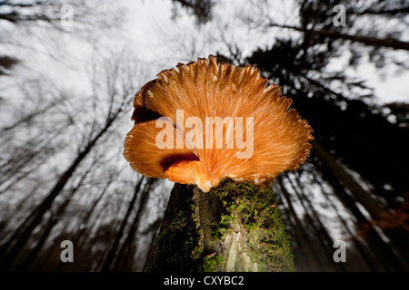 Pleurote (Pleurotus ostreatus), poussant sur un tronc d'arbre, Wipperfuerth, Rhénanie du Nord-Westphalie Banque D'Images