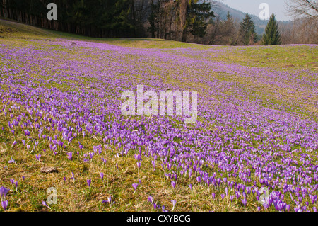 Le plus grand de l'Autriche (Crocus Crocus sauvages sp.) pré, Ertl, région de Mostviertel, l'Autriche, Europe Banque D'Images