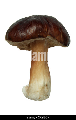 Cèpes, Penny Bun, Porcino ou CEP (Boletus edulis Bull) Banque D'Images