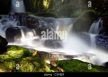 Cascade de Menzenschwand, Forêt-Noire, Bade-Wurtemberg Banque D'Images