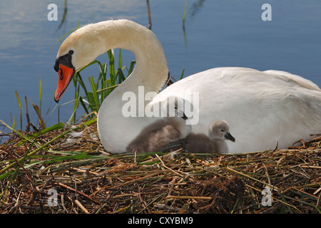 Avec cygnets Cygne tuberculé (Cygnus olor) sur son nid Banque D'Images