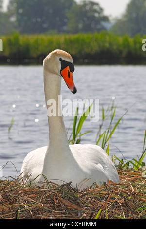 Reproduction et nidification mute swan (Cygnus olor), assis sur son nid Banque D'Images