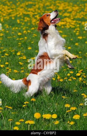 Kooikerhondje ou Kooiker Hound (Canis lupus familiaris), jeune chien debout sur ses pattes arrière sur un pré Banque D'Images