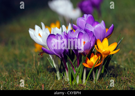 Le géant néerlandais de la floraison ou Crocus Crocus de printemps (Crocus vernus hybrides) sur une prairie au printemps Banque D'Images