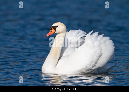 Mute Swan (Cygnus olor), homme, Haute-Bavière, Bavière Banque D'Images