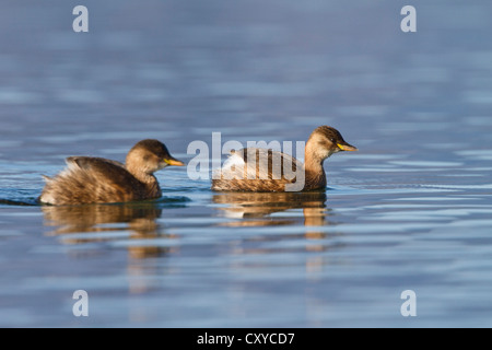 Peu de grèbes ou Dabchicks (Tachybaptus ruficollis), en plumage non-reproduction, la natation sur le lac Kochelsee, Haute-Bavière, Bavière Banque D'Images