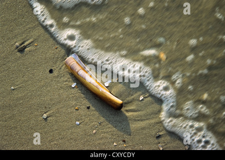 Rasoir Sword (Ensis ensis) sur une plage, mer du Nord Banque D'Images