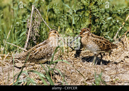 La Bécassine des marais (Gallinago) avec de jeunes oiseaux, oiseau de l'année 2013 Banque D'Images