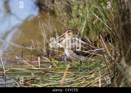 La Bécassine des marais (Gallinago), oiseau de l'année 2013, l'appelant, Majorque, Espagne, Europe Banque D'Images