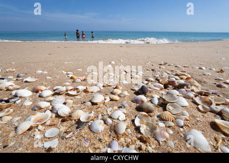 Coques Cerastoderma edule (commune) sur une plage, côte Atlantique, Algarve, Portugal, Europe Banque D'Images