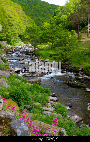 Lynmouth à Watersmeet promenade le long du fleuve Lyn Devon en Angleterre. Banque D'Images