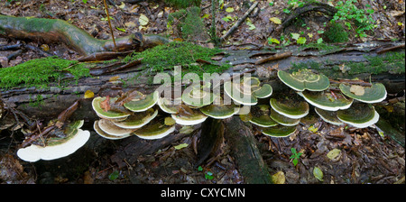 Arbre brisé enveloppé de mousse avec gros bouquet de champignons polypores à la fin de l'été Banque D'Images