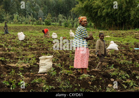 Les agricultrices pendant le travail de terrain au pied de l Gahinga volcan à l'entrée du Parc des Volcans, Parc Banque D'Images