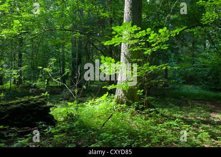 Summertime peuplement mixte de la forêt de Bialowieza avec seul sapin en premier plan dans soleil du midi Banque D'Images