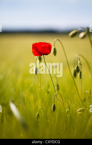 Coquelicot (Papaver) sur le bord d'un champ Banque D'Images