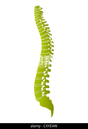 Colonne vertébrale humaine, Représentation schématique Banque D'Images