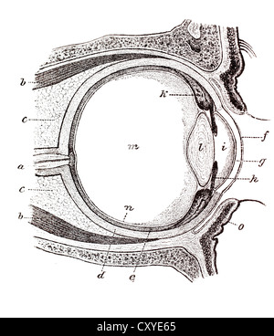 L'oeil, illustration anatomique Banque D'Images