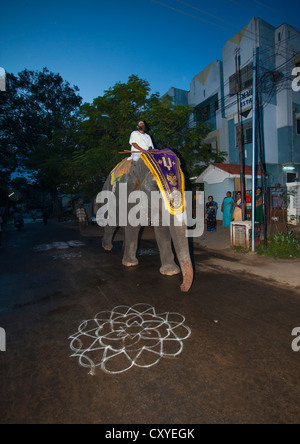 Un éléphant décoré prêtre Équitation dans une rue avec Kolam peint sur la route, Trichy, Inde Banque D'Images