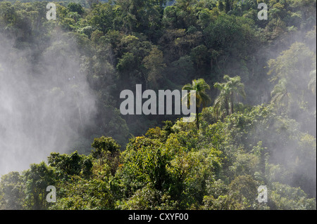 Couvrant de pulvérisation la forêt tropicale, chutes d'Iguacu Falls ou au patrimoine mondial de l'UNESCO, à la frontière du Brésil et l'Argentine Banque D'Images