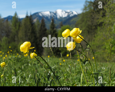 Globe (Trollius europaeus) fleurs, vallée de Tegernsee, Bavière Banque D'Images