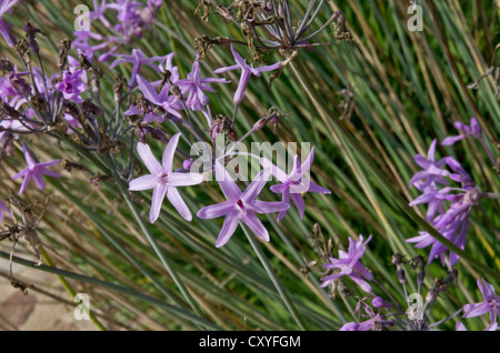 Tulbaghia Violacea poussant dans le jardin botanique de Cap Roig Banque D'Images