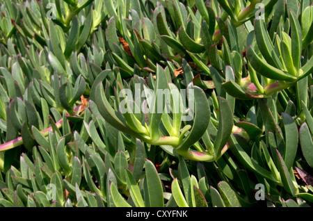 Carpobrotus edulis poussant dans le jardin botanique de Cap Roig Banque D'Images