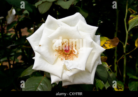 Pau Casals rose hybride de plus en plus du jardin botanique de Cap Roig Banque D'Images