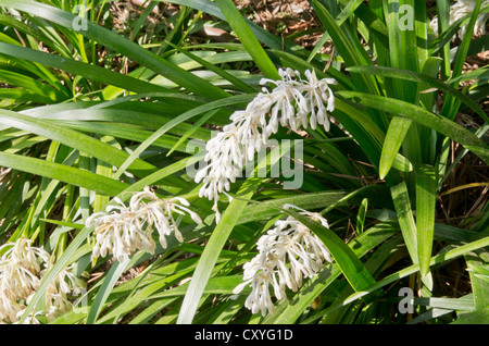 Ophiopogon japonicus poussant dans le jardin botanique de Cap Roig Banque D'Images