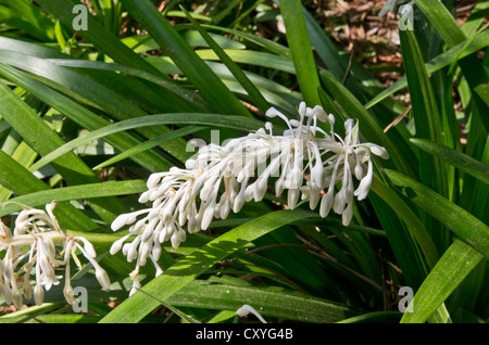 Ophiopogon japonicus poussant dans le jardin botanique de Cap Roig Banque D'Images