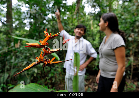 Experts forestiers dans la forêt amazonienne, une floraison (heliconia Heliconia), Belem, l'état de Para, au Brésil, en Amérique du Sud Banque D'Images