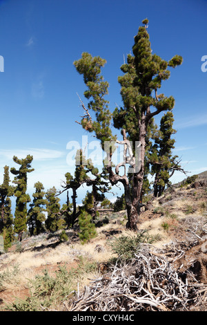 G'S-pins endommagés, Cumbre Nueva, La Palma, Canary Islands, Spain, Europe Banque D'Images