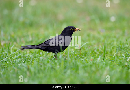 Blackbird (Turdus merula), homme, la collecte d'insectes dans son bec Banque D'Images