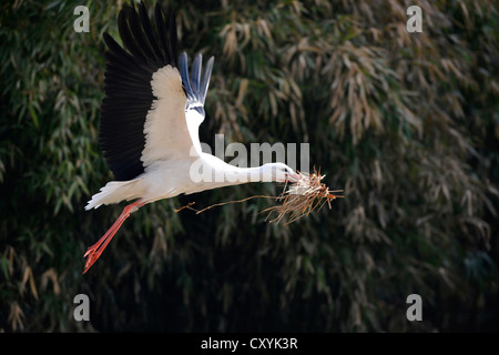 Cigogne Blanche (Ciconia ciconia), avec le matériel de nidification, Stuttgart, Bade-Wurtemberg Banque D'Images