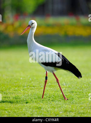 Cigogne Blanche (Ciconia ciconia) dans un pré, Stuttgart, Bade-Wurtemberg Banque D'Images