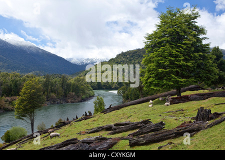 Des moutons paissant sur les rives du Rio Palena river, Carretera Austral, Ruta CH7 route, autoroute panaméricaine, Région de Aysen Banque D'Images