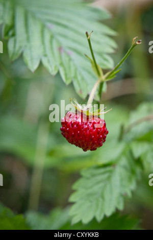 Fraisier des bois, fraisier (Fragaria vesca), Stuttgart, Bade-Wurtemberg Banque D'Images