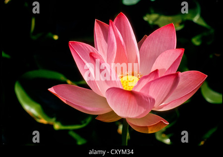 Fleur de Lotus (Nelumbo sp.) qui fleurit sur le lac Dal, Srinagar, Inde, Asie Banque D'Images