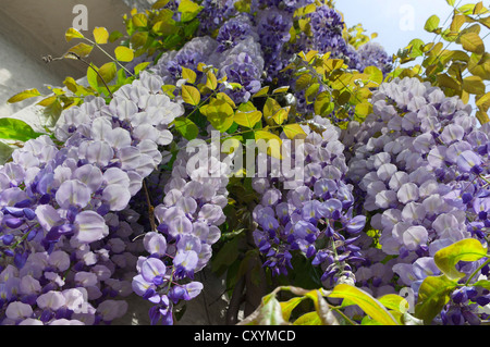 Glycine (Wisteria sinensis) Banque D'Images